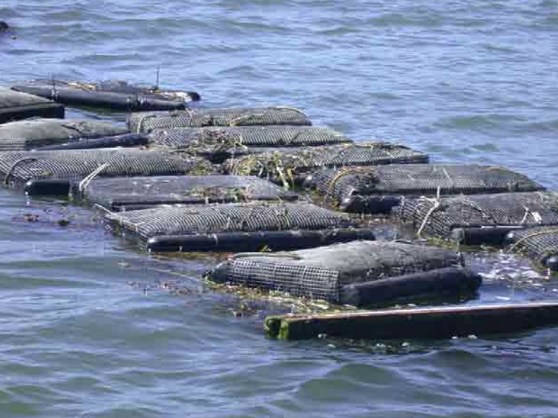 Oyster bags floating on the surface of a farm.